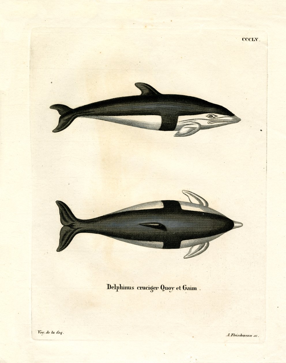 Timeglass Dolphin (farget gravering) av German School