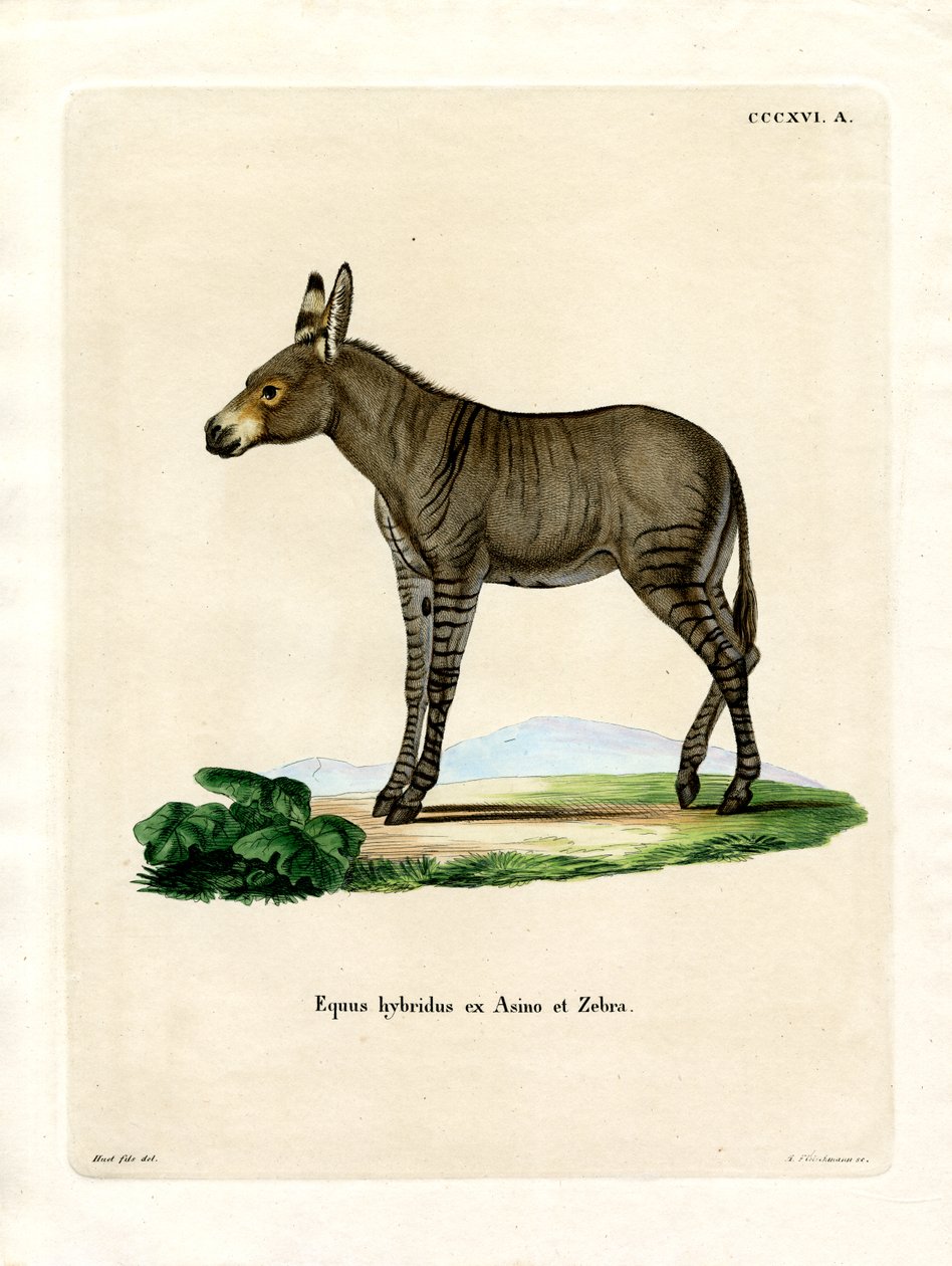 Hybridd Zebra (farget gravering) av German School