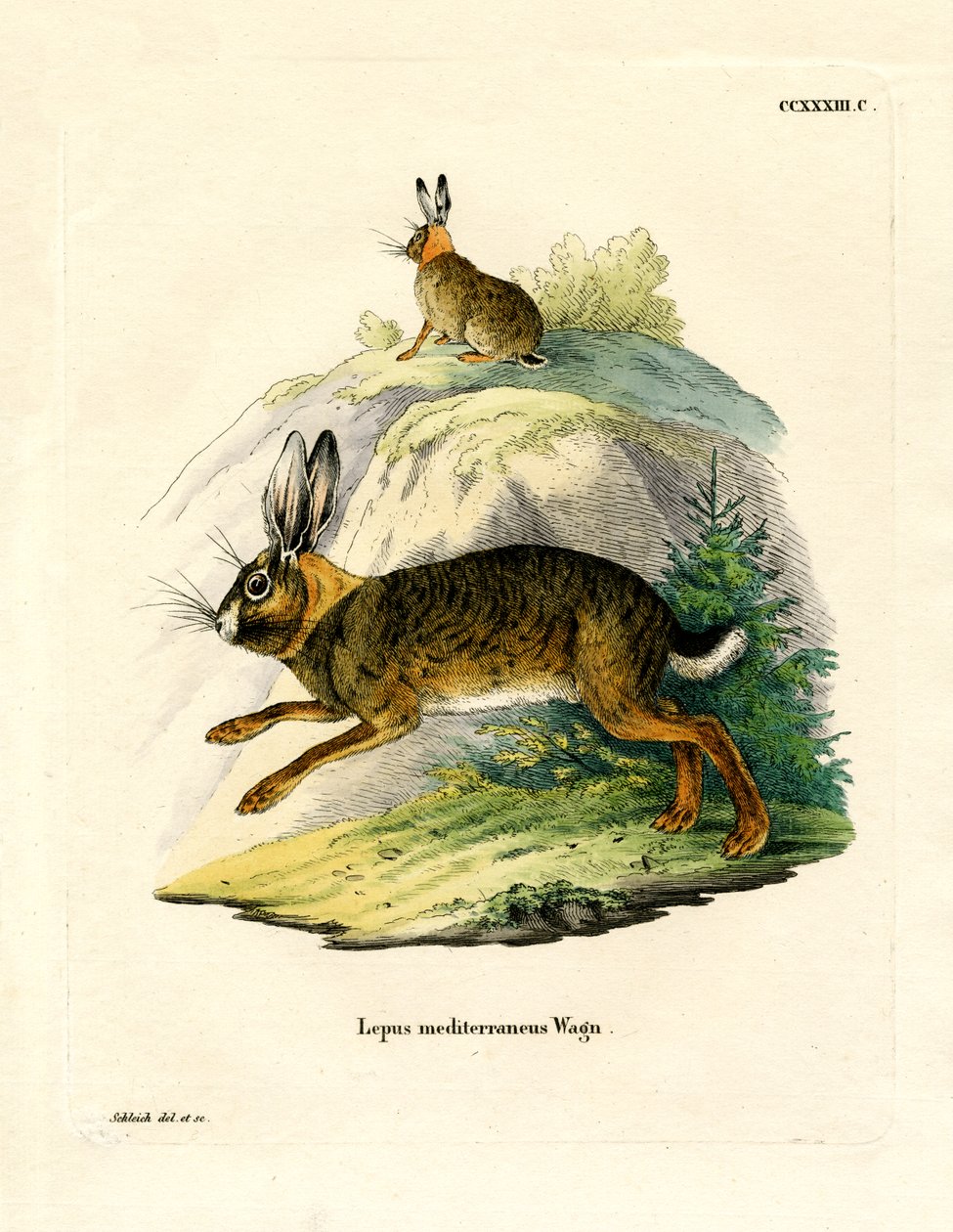 Iberisk hare (farget gravering) av German School