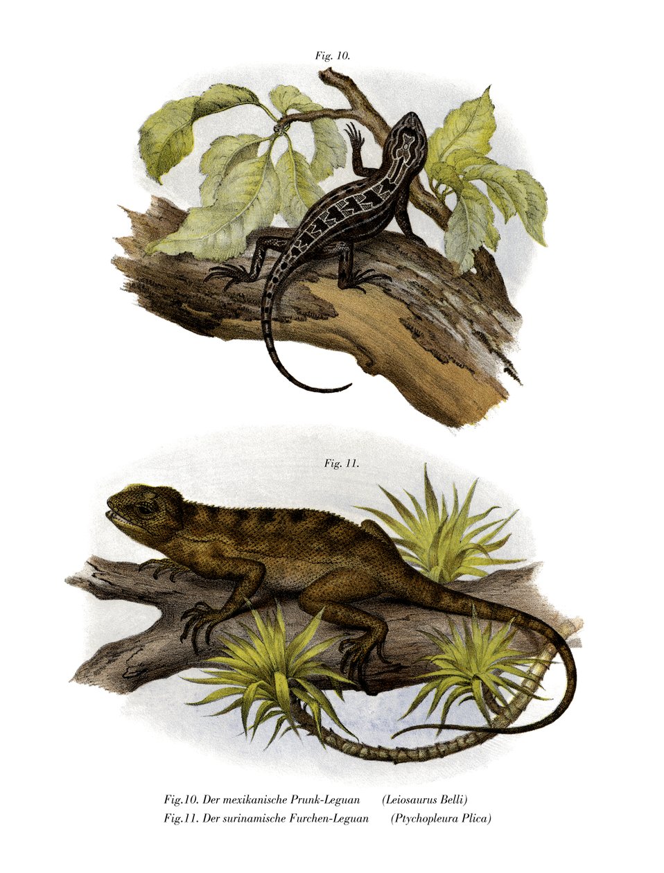 Iguana (farge litho) av German School