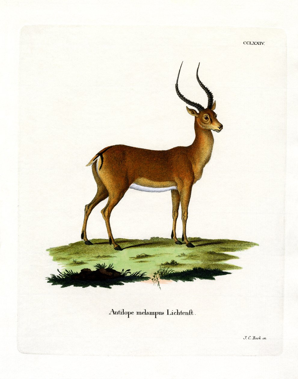 Impala (farget gravering) av German School