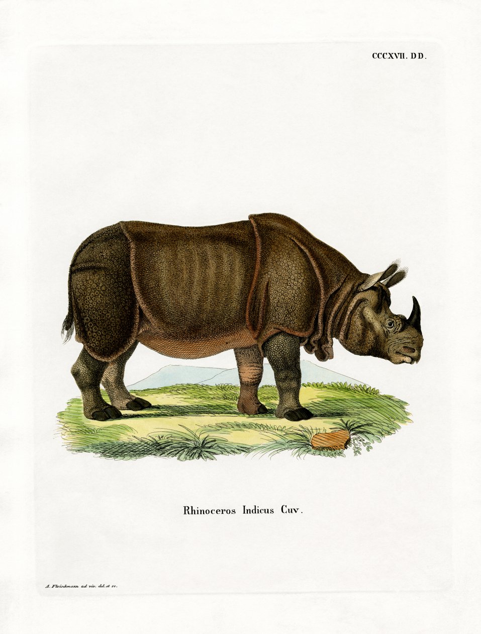 Indisk neshorn (farget gravering) av German School