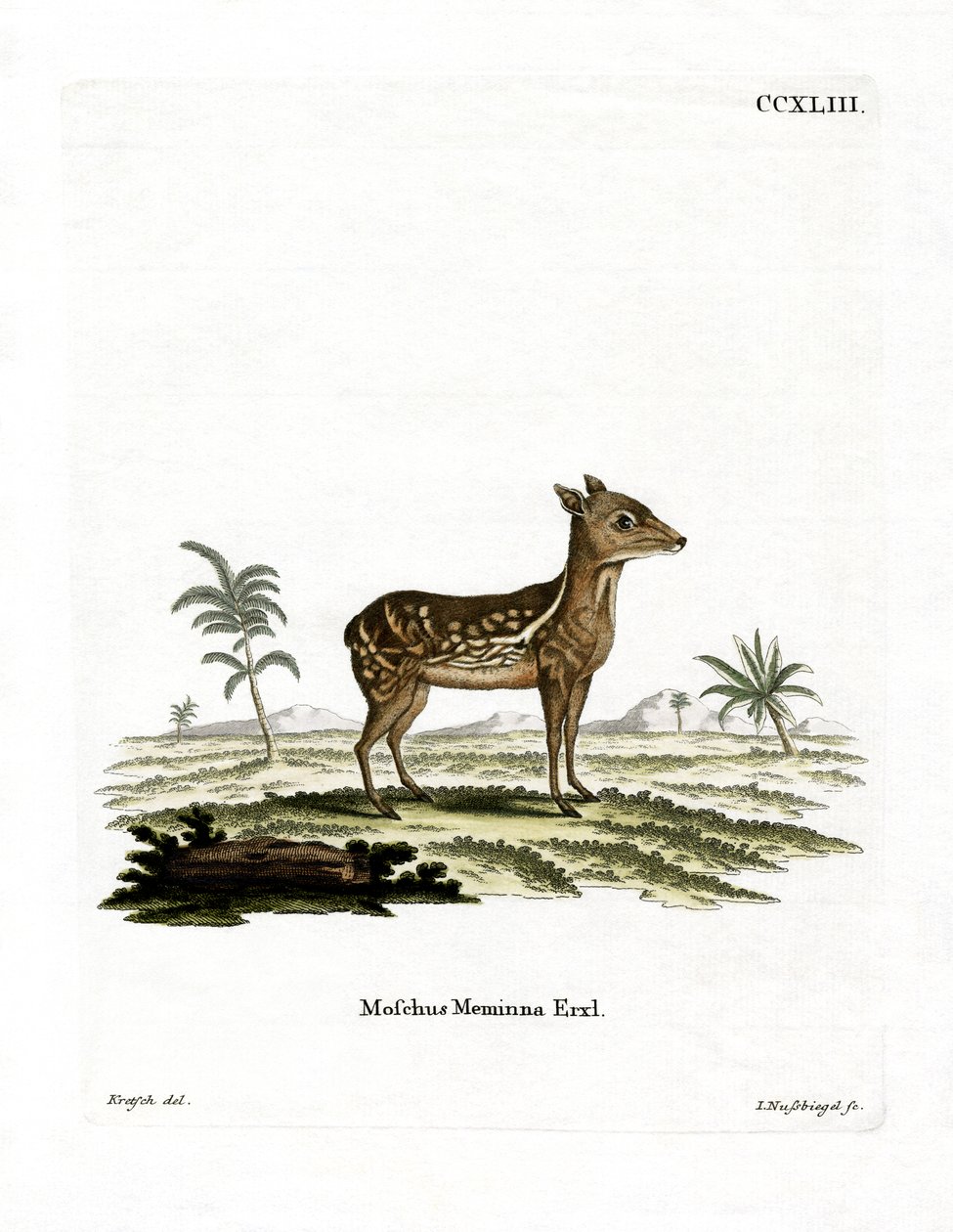 Indian Spotted Chevrotain (farget gravering) av German School