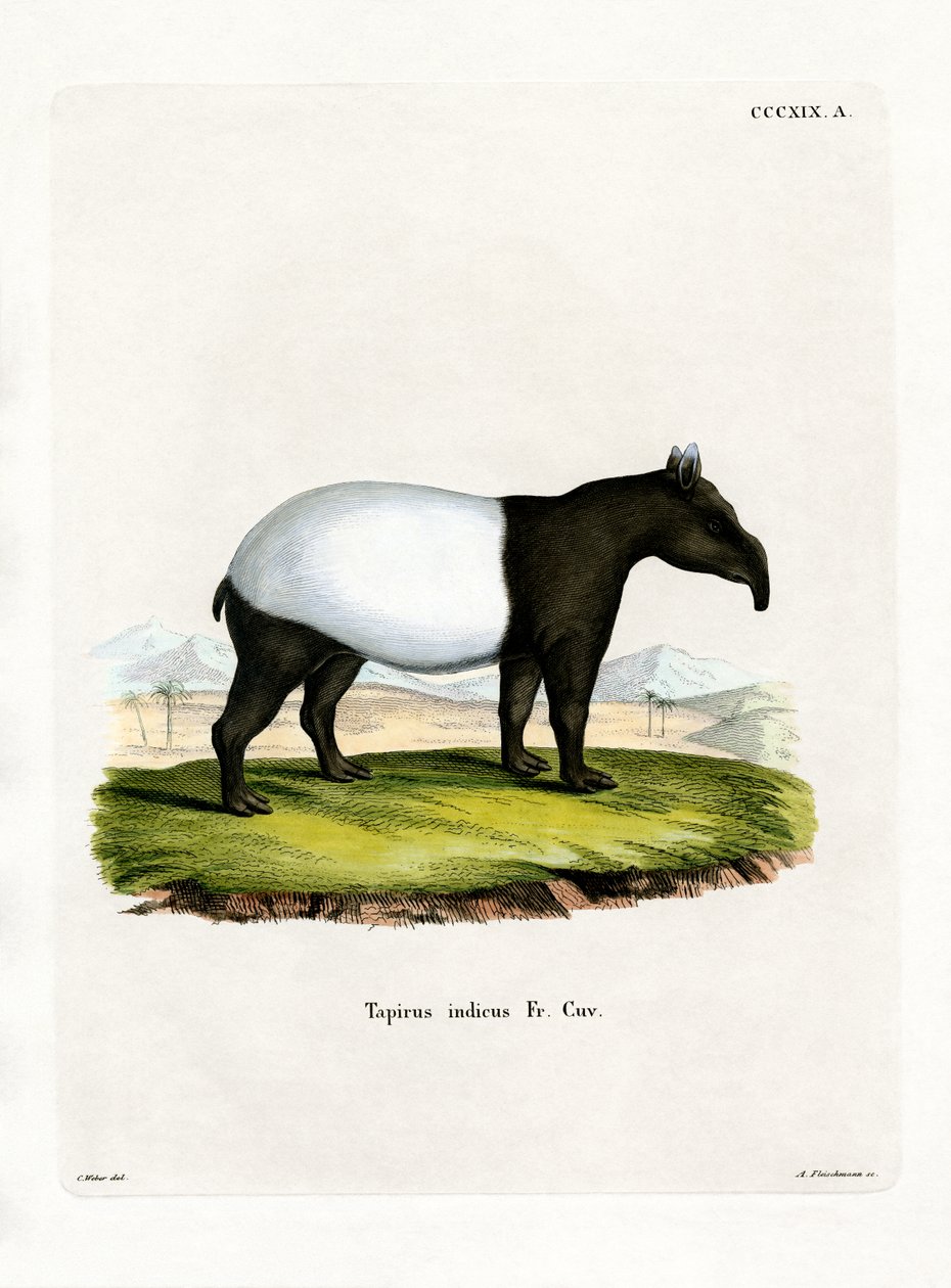 Indisk tapir (farget gravering) av German School