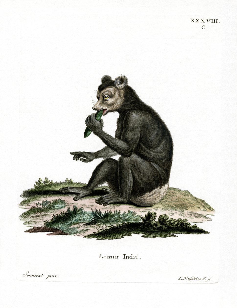Indri (farget gravering) av German School