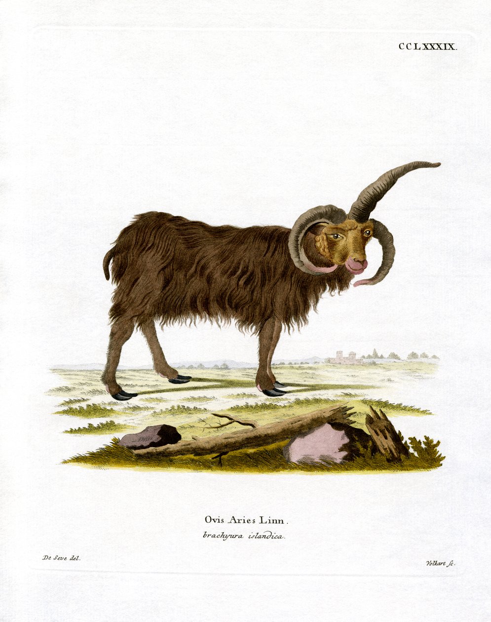 Jacob Sheep (farget gravering) av German School