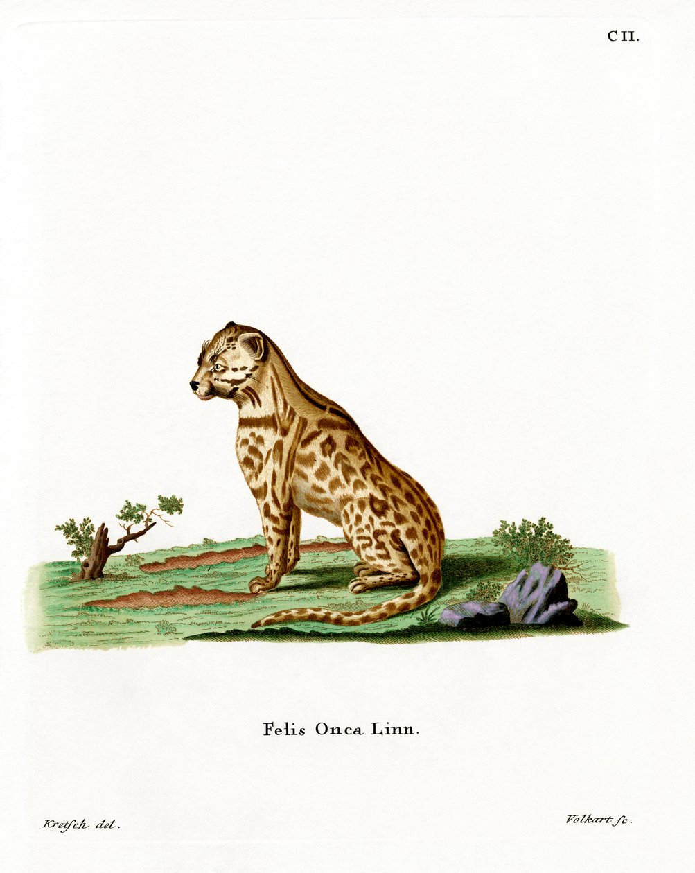 Jaguar (farget gravering) av German School