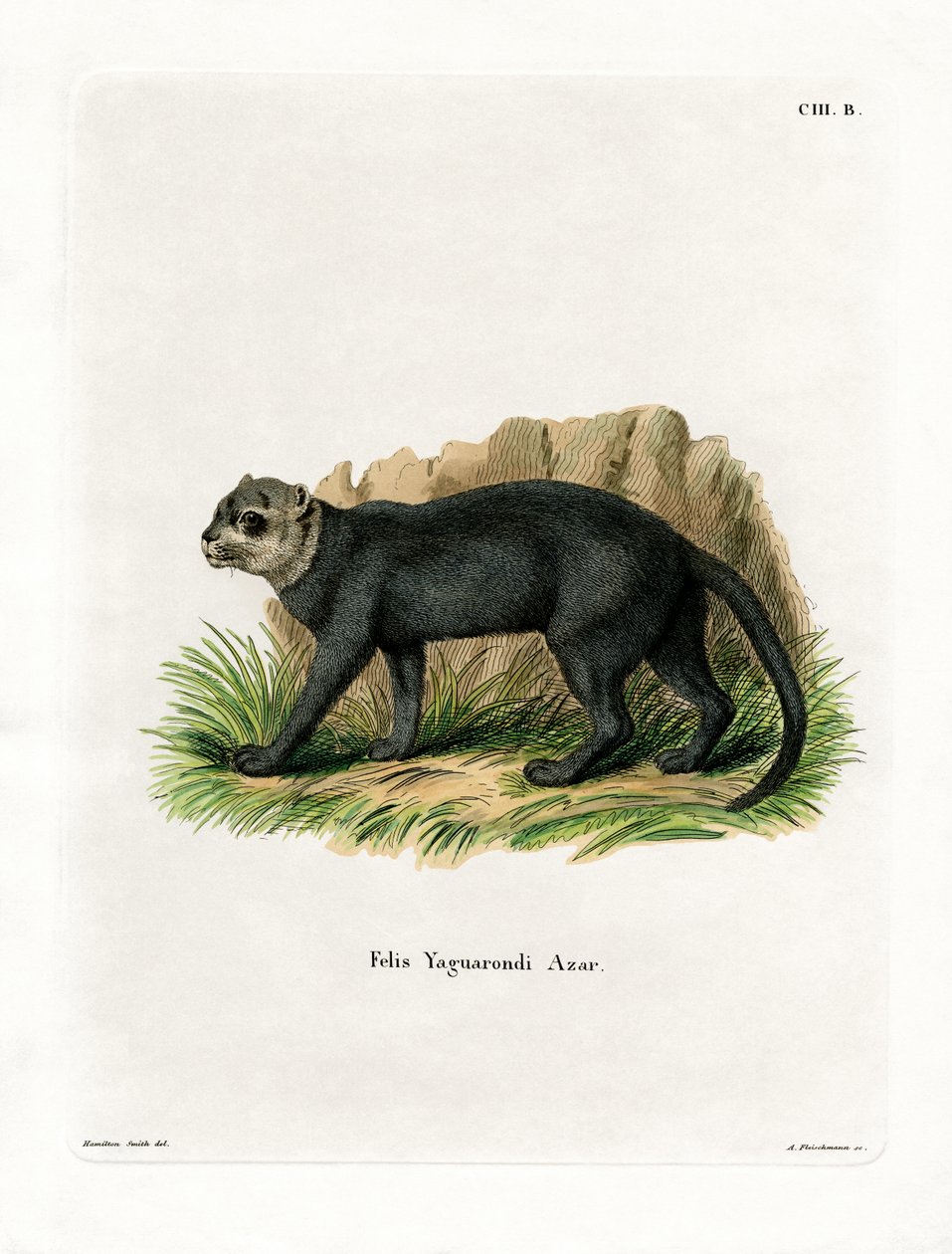 Jaguarundi (farget gravering) av German School
