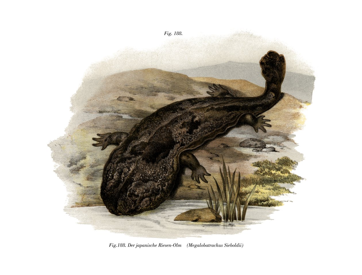 Japansk kjempesalamander (farge litho) av German School