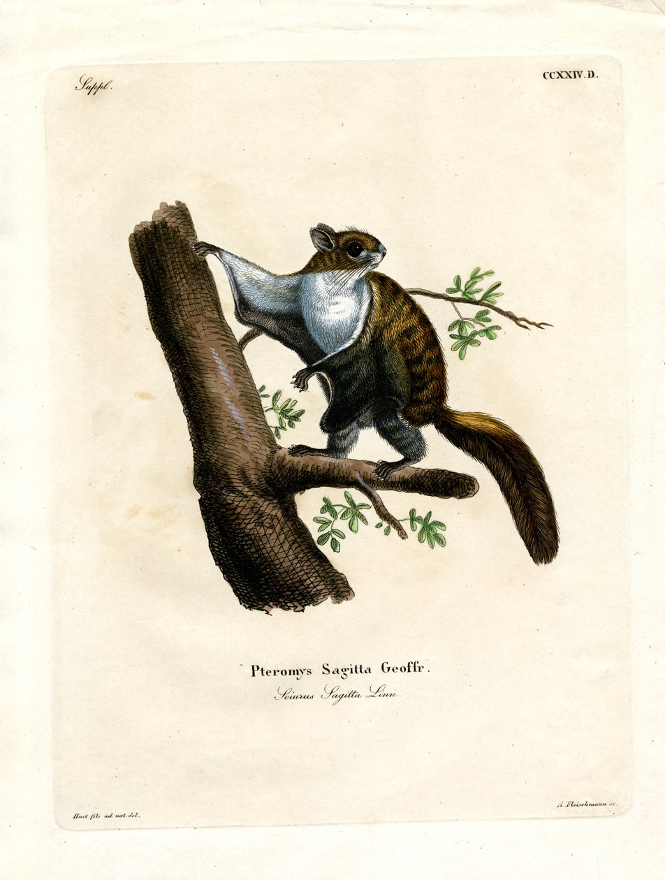Javan Flying Squirrel (farget gravering) av German School