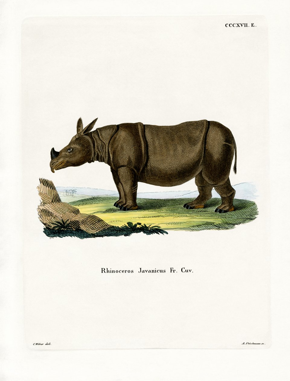 Javan Rhinoceros (farget gravering) av German School