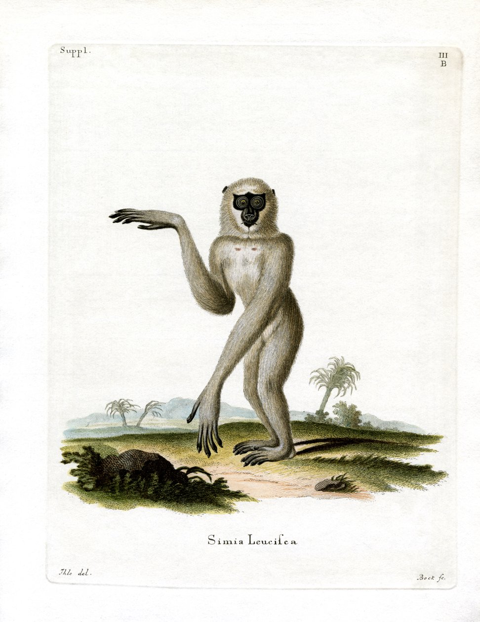 Javan Silvery Gibbon (farget gravering) av German School