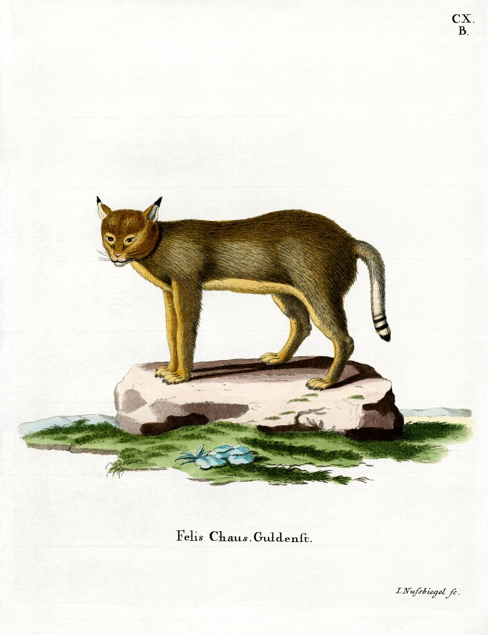 Jungle Cat (farget gravering) av German School