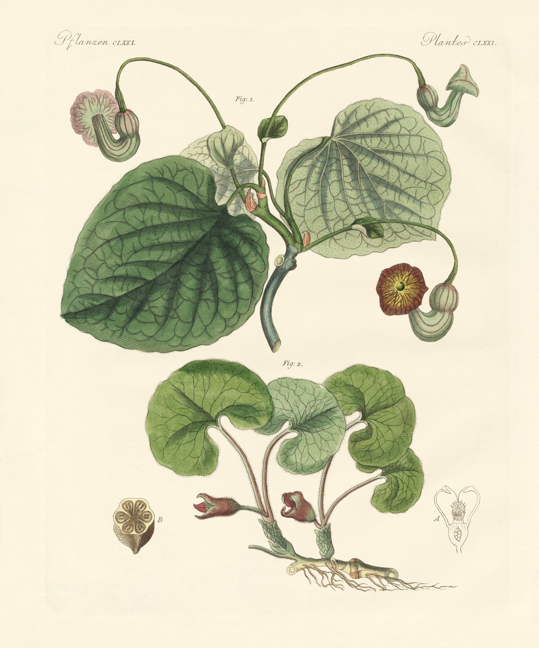 Typer aristolochia-planter (farget gravering) av German School