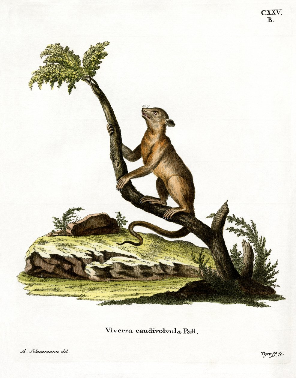 Kinkajou (farget gravering) av German School
