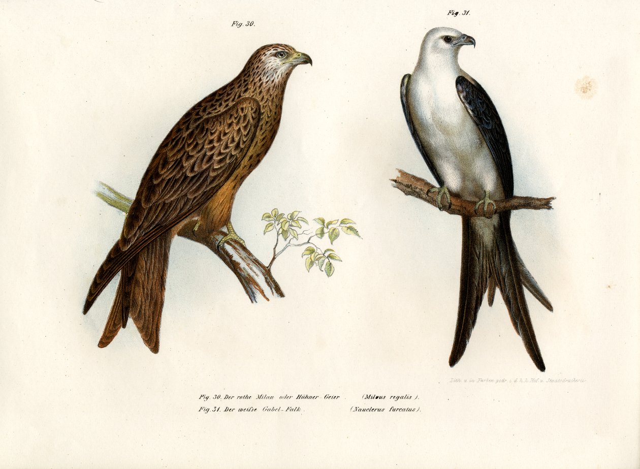 Kite, 1864 av German School