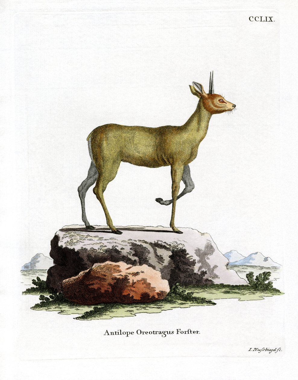 Klipspringer (farget gravering) av German School