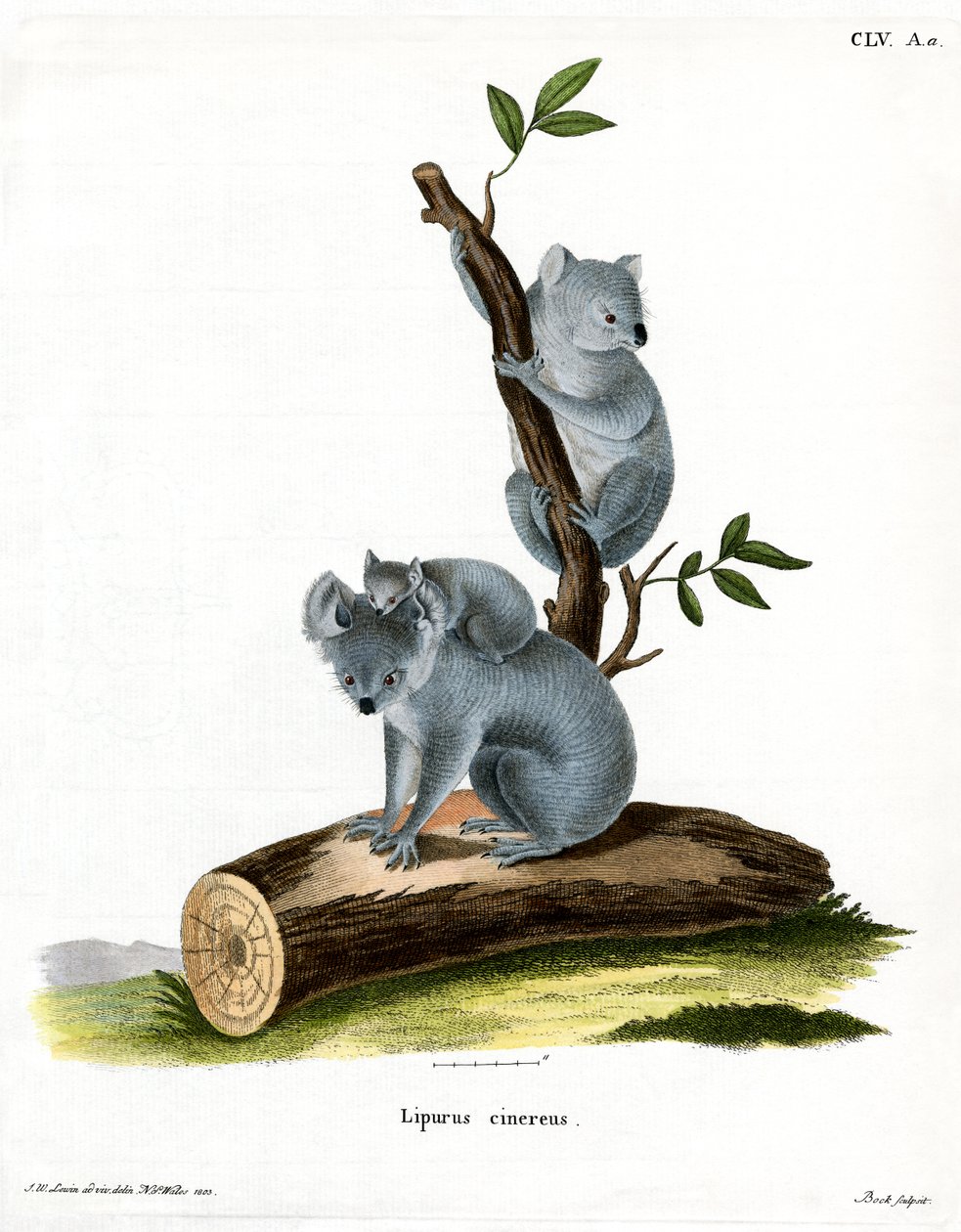 Koala (farget gravering) av German School