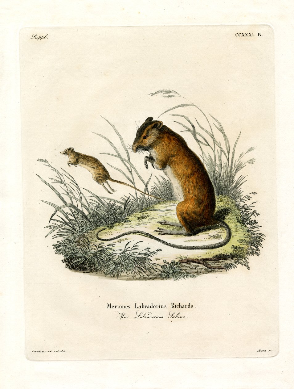 Labrador Jumping Mouse (farget gravering) av German School