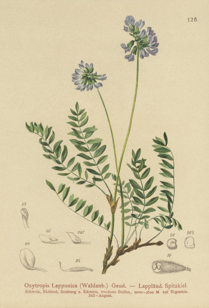 Lappland Milk-Vetch (Oxytropis Lapponica) av German School