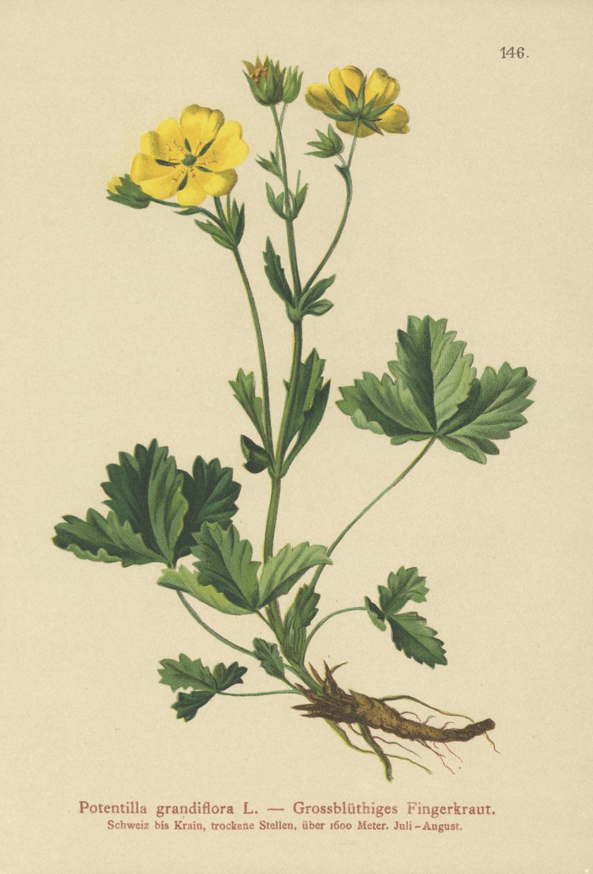 Storblomstret Potentilla (Potentilla grandiflora) av German School