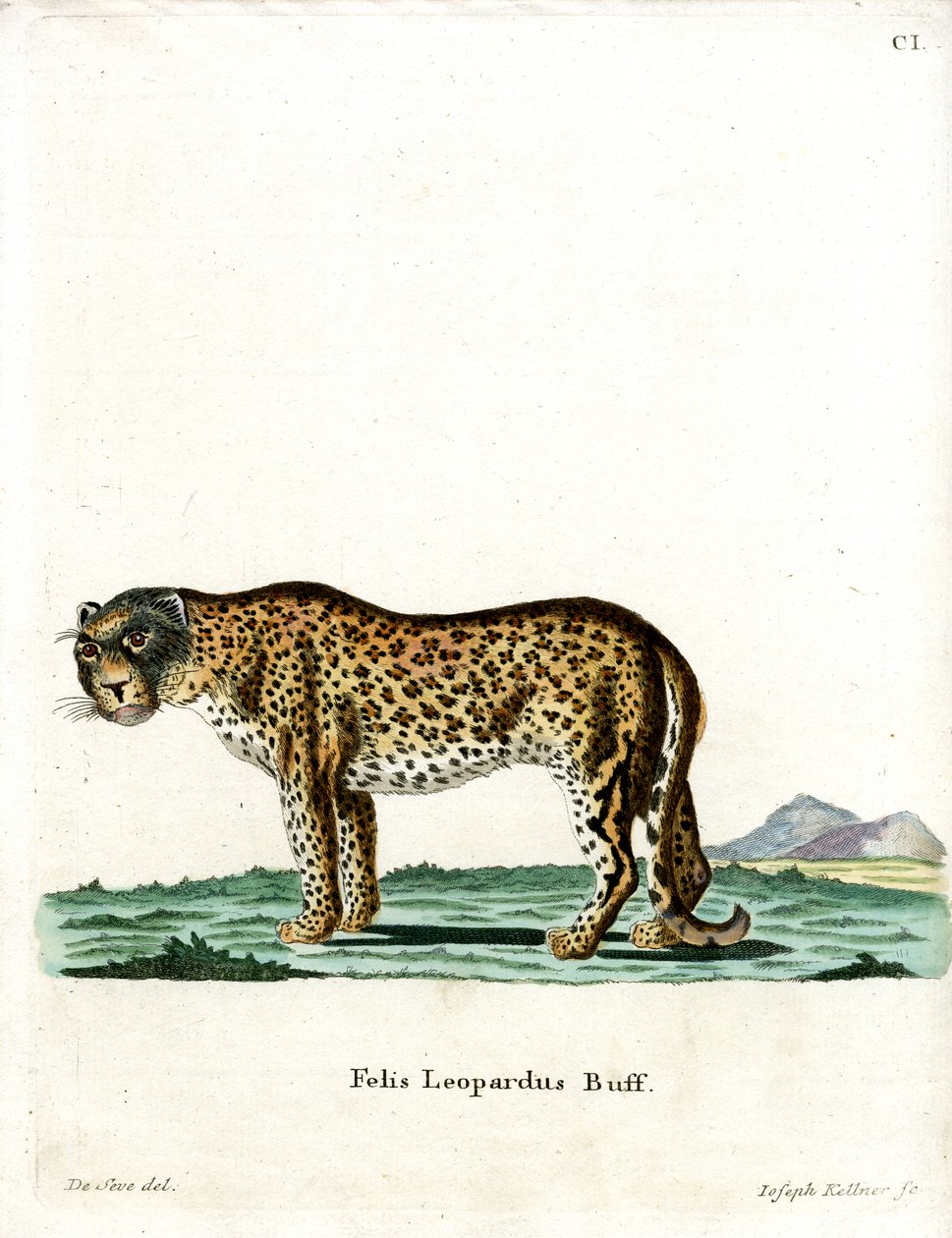 Leopard (farget gravering) av German School