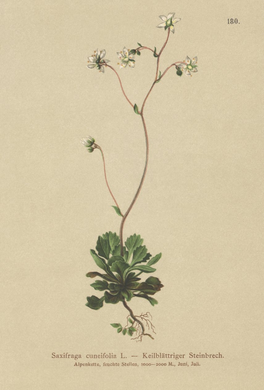 Lesser London pride (Saxifraga cuneifolia) av German School