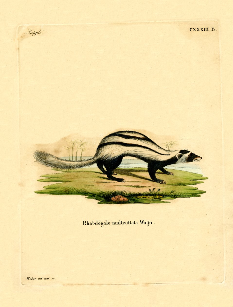 Libysk Striped Weasel (farget gravering) av German School