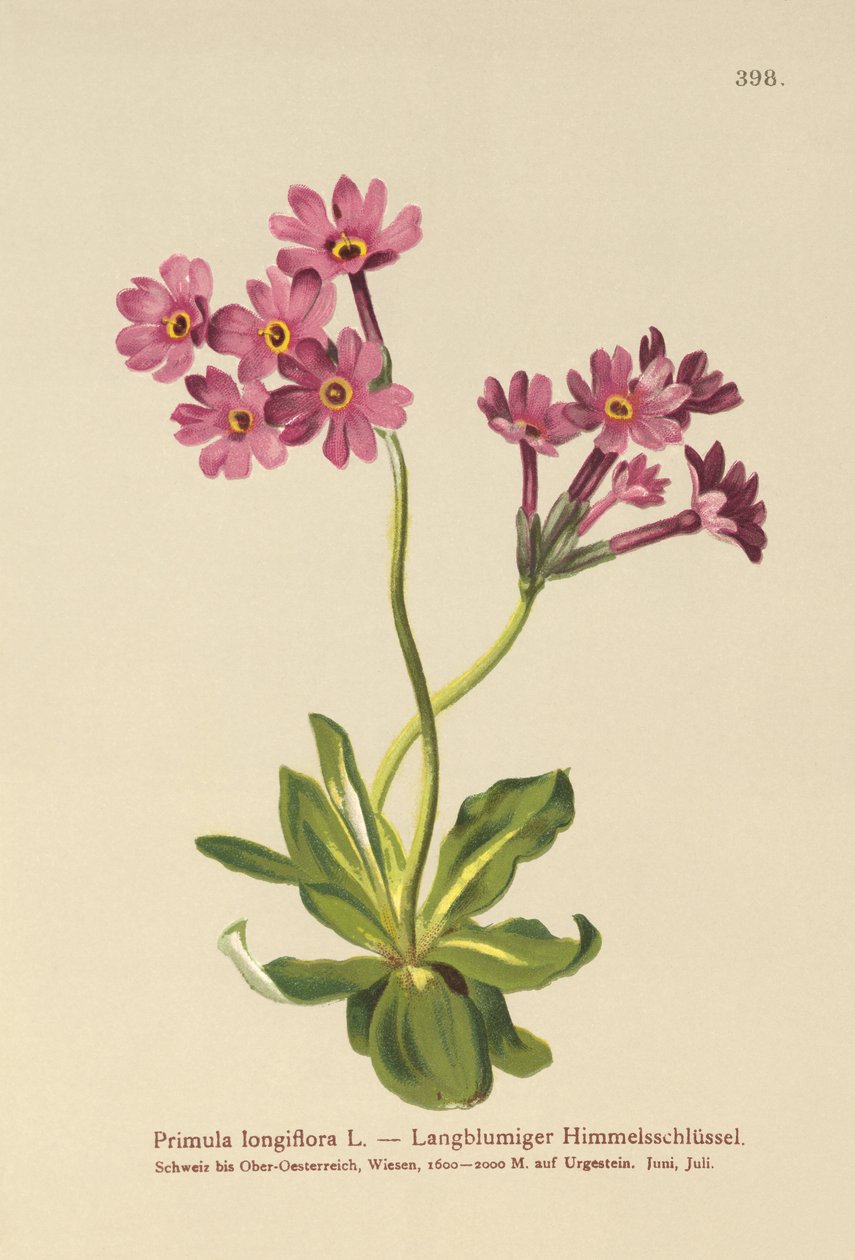 Langblomstret Primrose (Primula longiflora) av German School