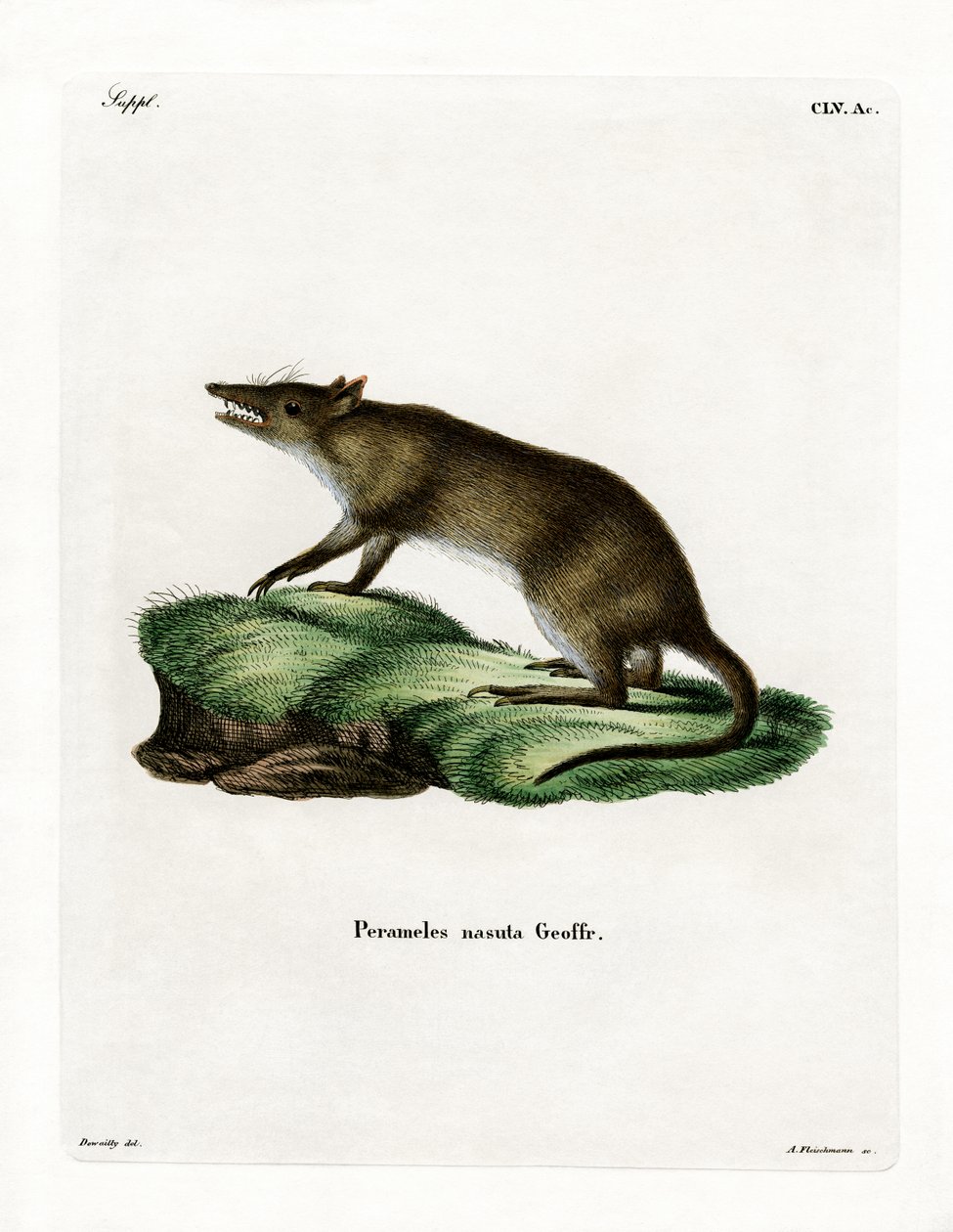 Langneset Bandicoot (farget gravering) av German School