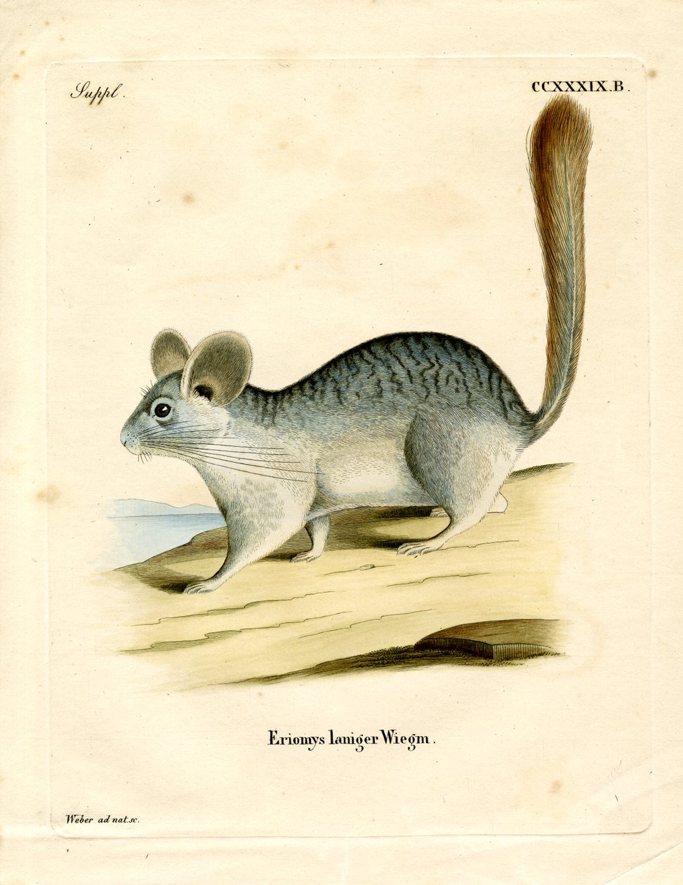 Langhale chinchilla (farget gravering) av German School