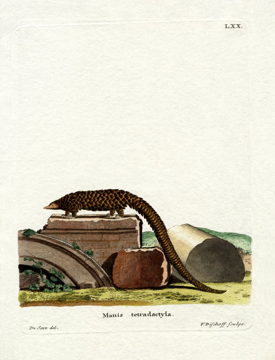 Long-tailed Pangolin (farget gravering) av German School
