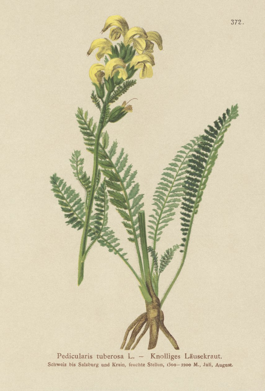 Langnebb gul lusurt (Pedicularis tuberosa) av German School