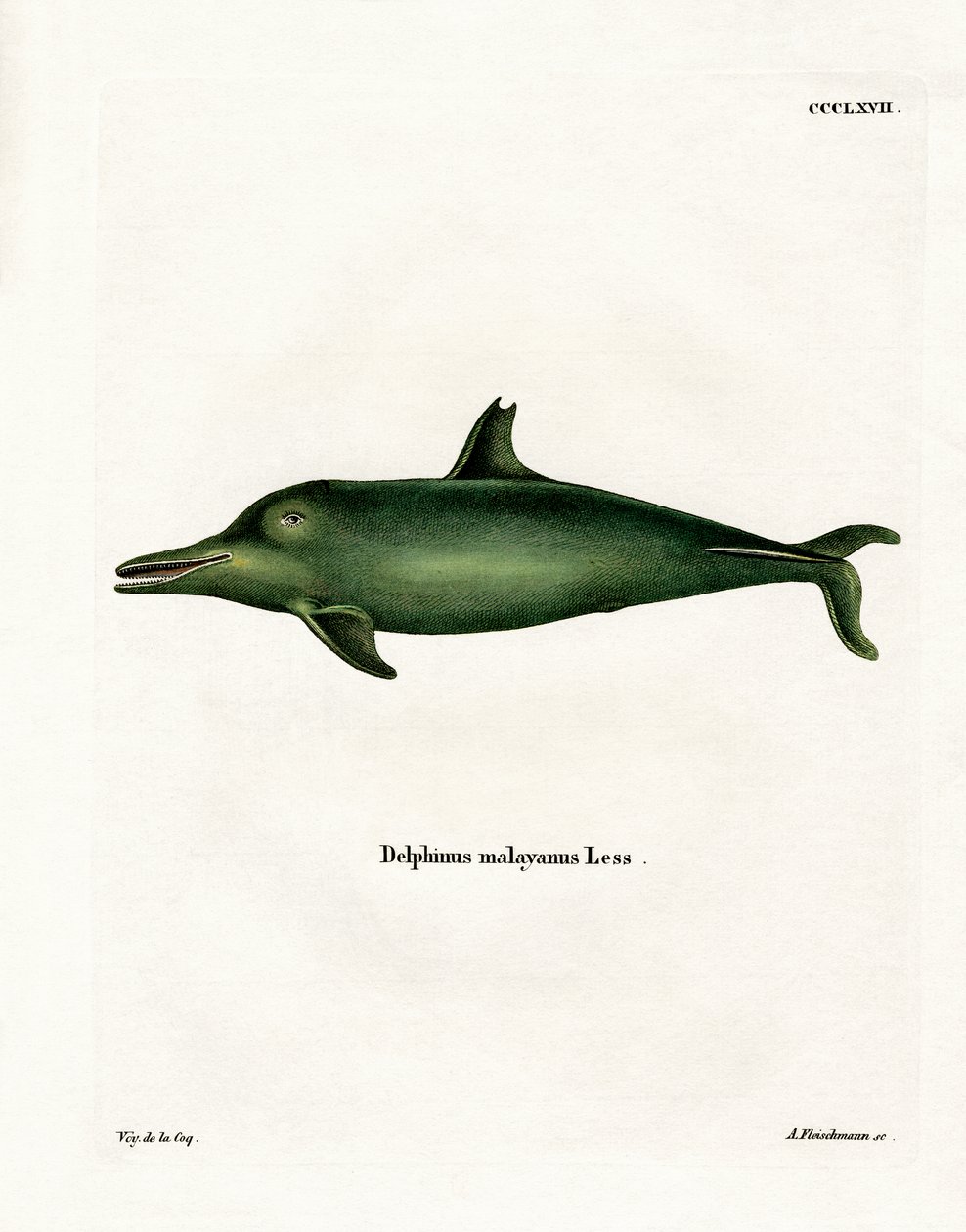 Malayan Dolphin (farget gravering) av German School