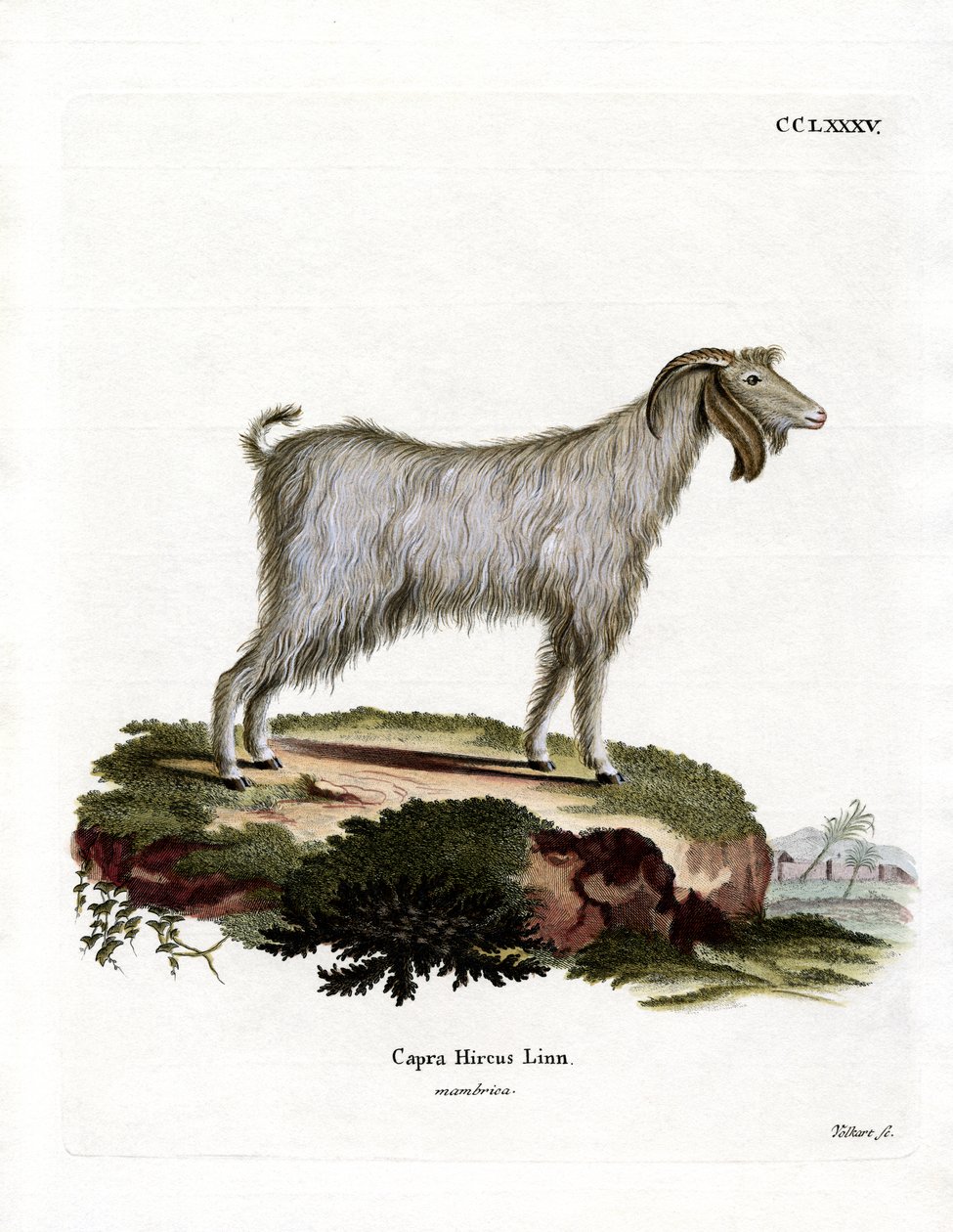 Mamber Goat (farget gravering) av German School