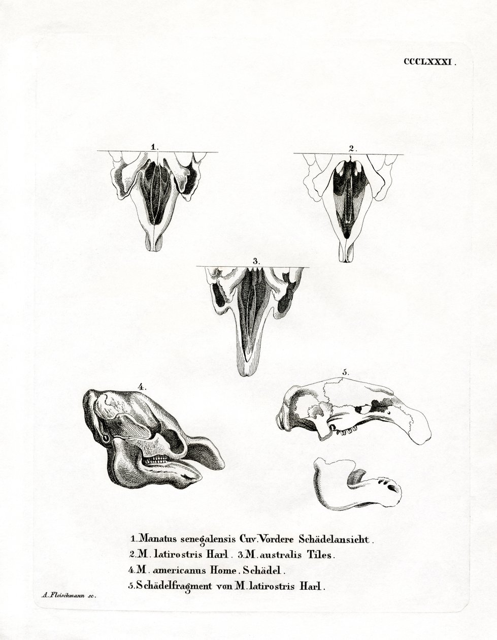 Manatee Skulls (farget gravering) av German School