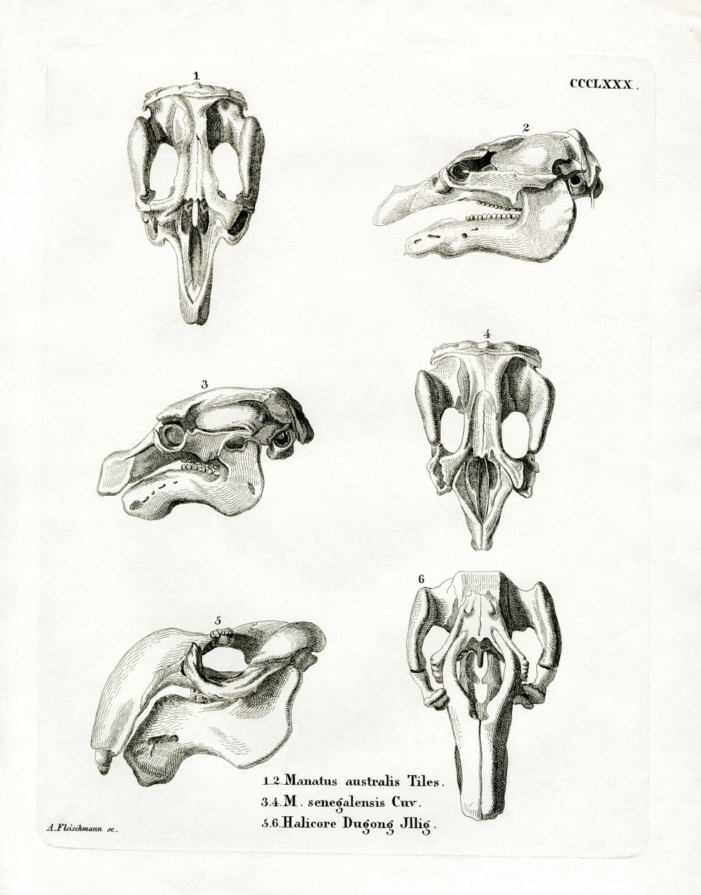 Manatee Skulls (farget gravering) av German School