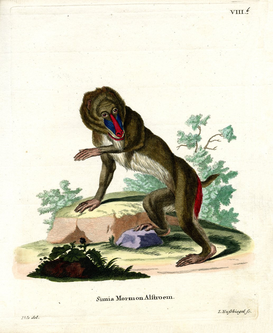 Mandrill (farget gravering) av German School