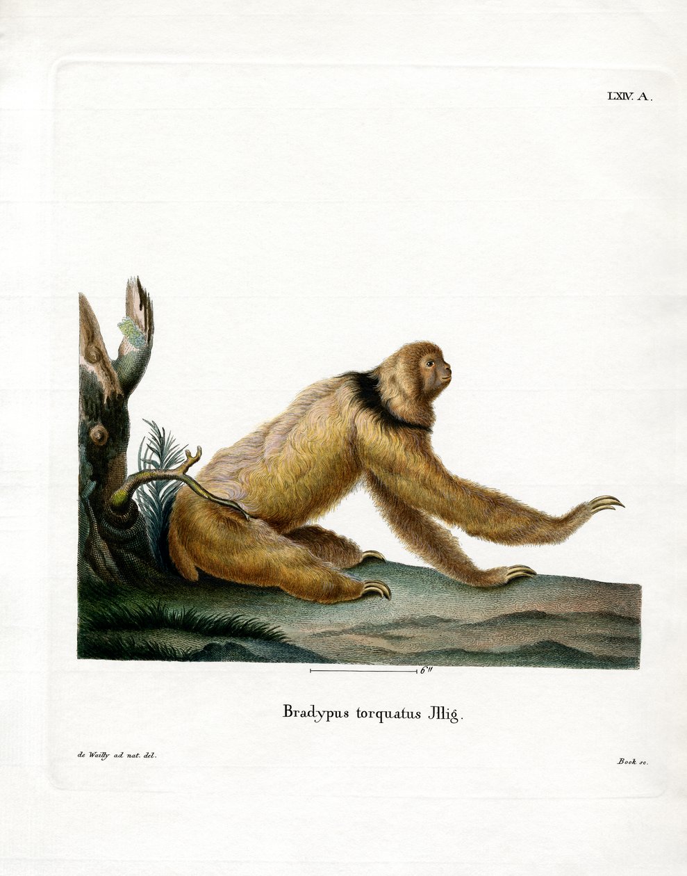 Maned Sloth (farget gravering) av German School