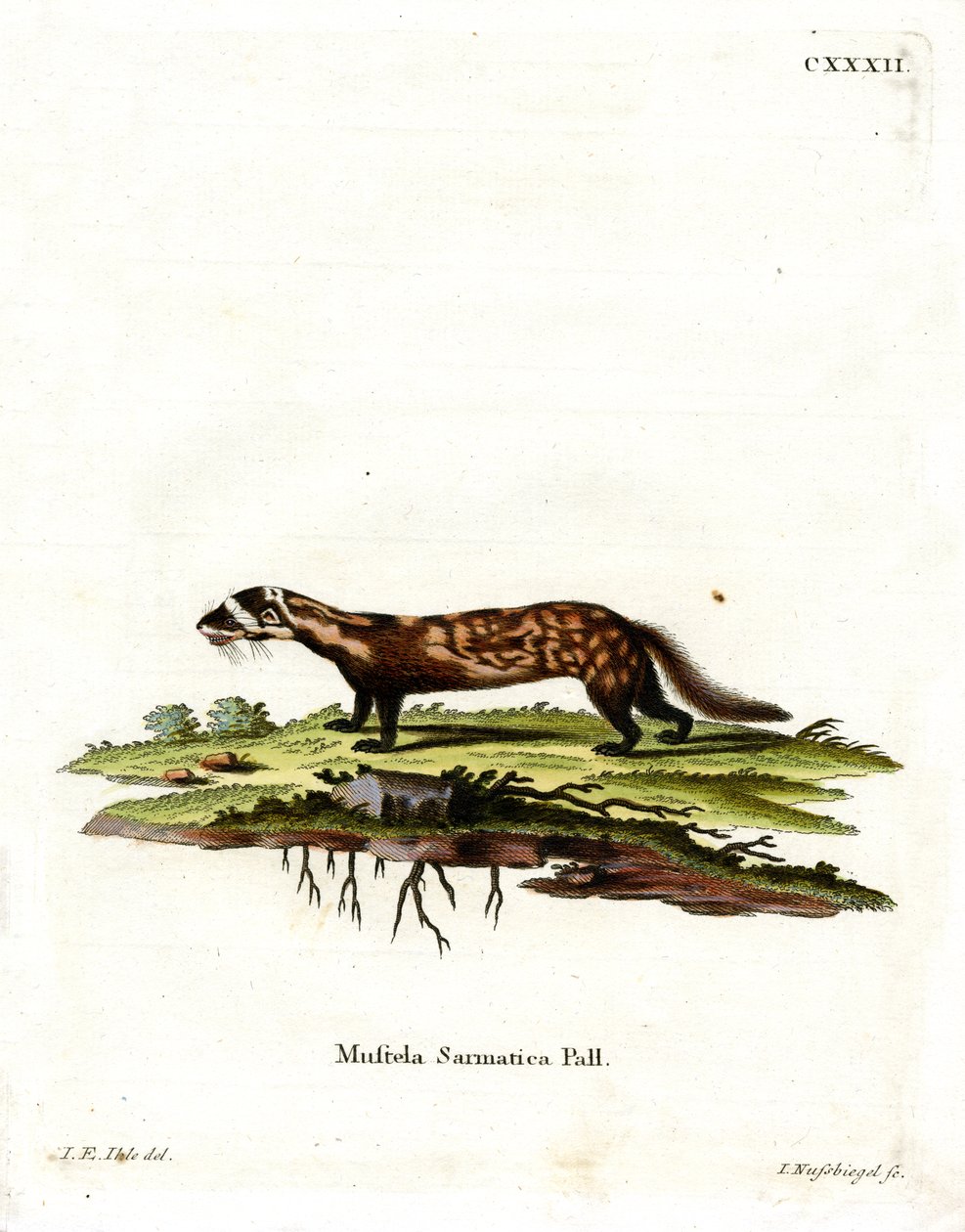 Marmorert Polecat (farget gravering) av German School