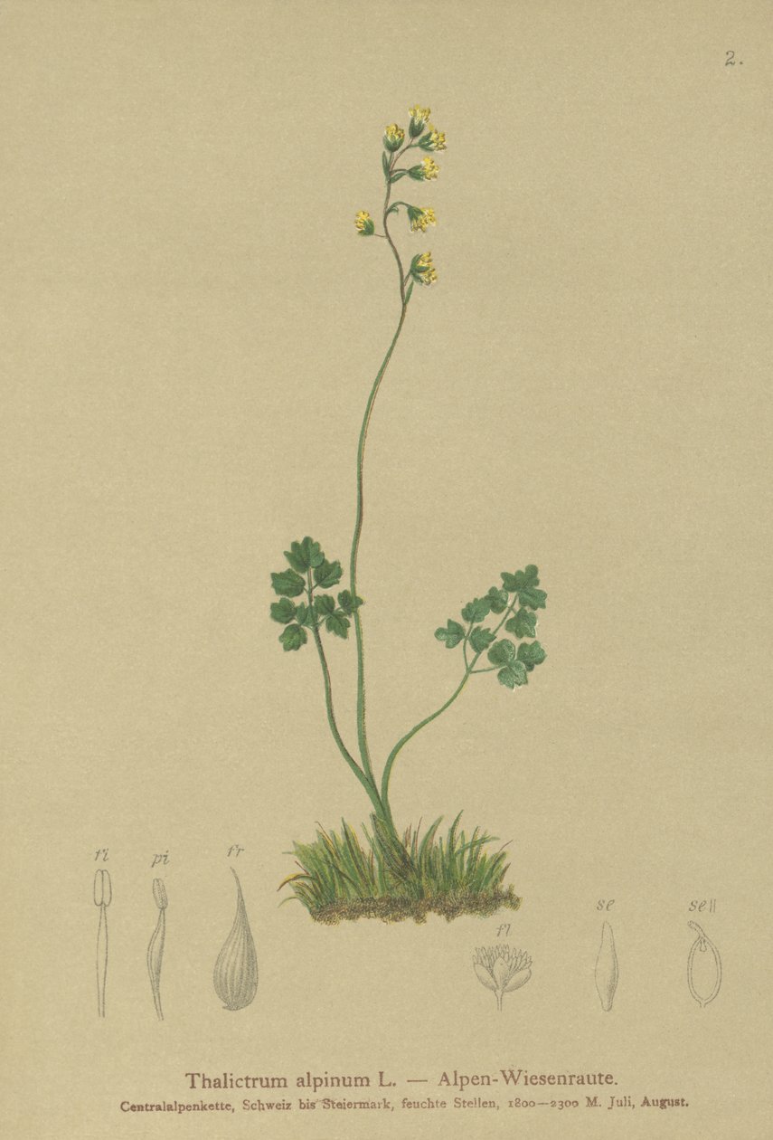 Meadow-rue (Thalictrum alpinum) av German School