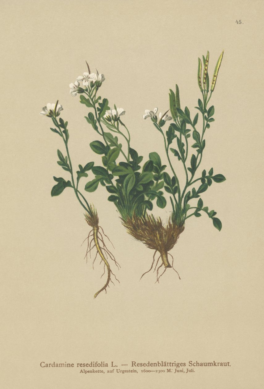Mignonette-bladet bitterkarse (Cardamine resedifolia, Arabis bellidioides, Cardamine heterophylla) av German School