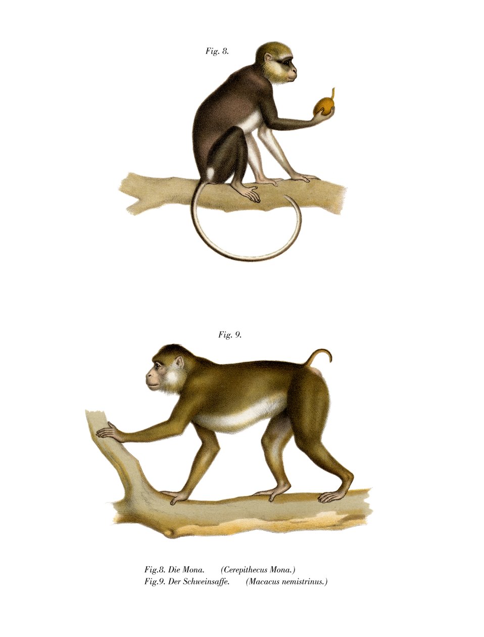 Mona Monkey, 1860 av German School