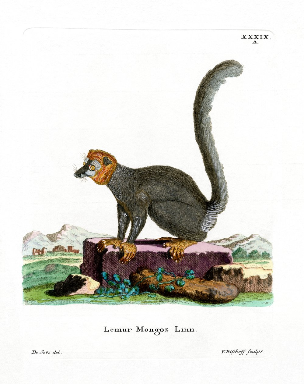 Mongoose Lemur (farget gravering) av German School