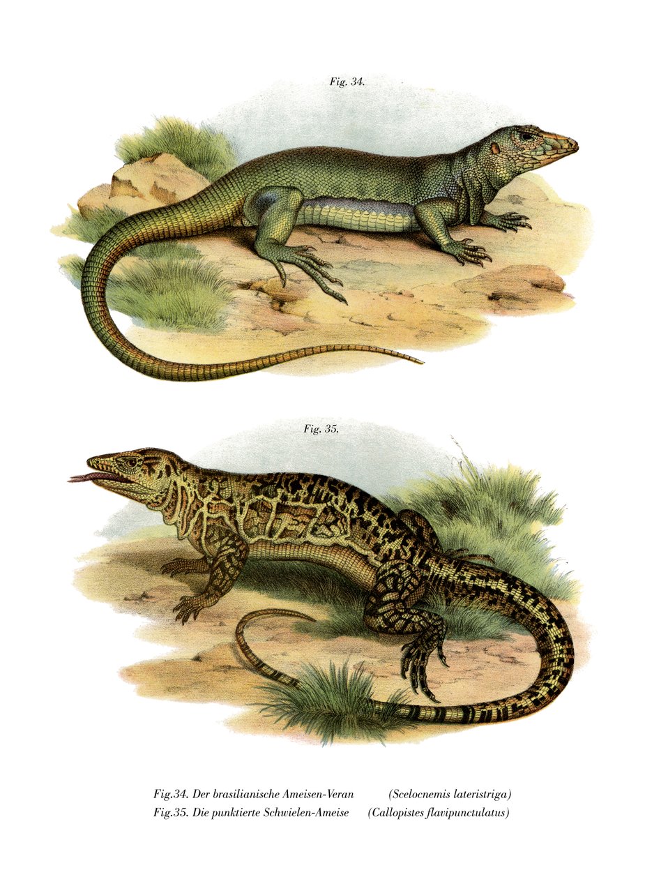 Monitor Lizard (farge litho) av German School