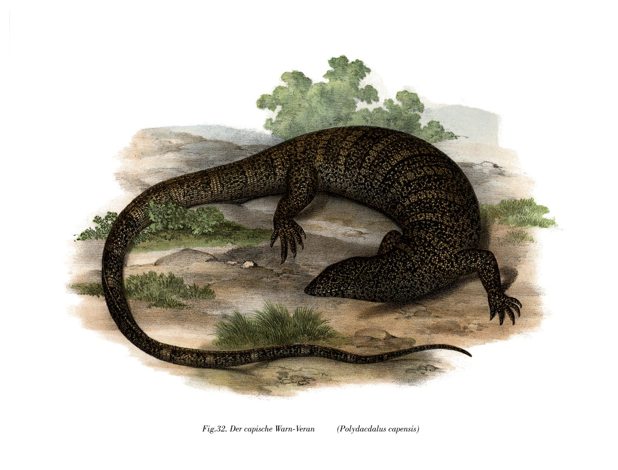 Monitor Lizard (farge litho) av German School