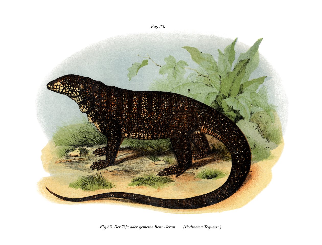 Monitor Lizard (farge litho) av German School