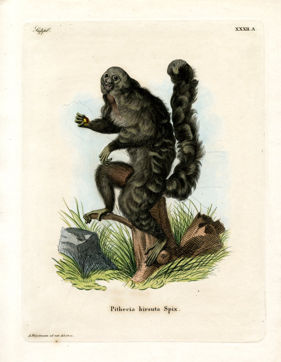 Monk Saki (farget gravering) av German School