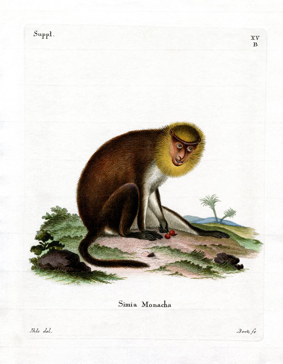 Monk Saki (farget gravering) av German School