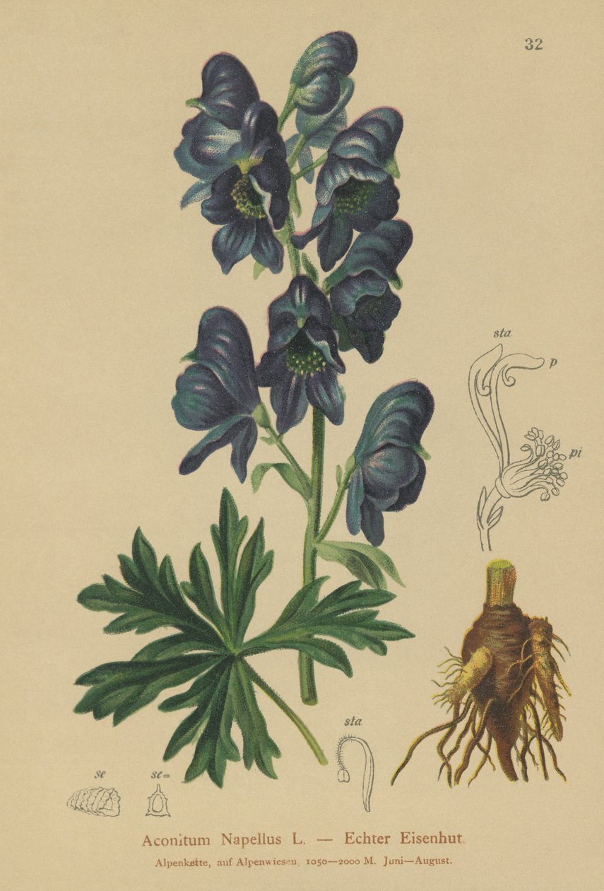 Munkeskap (Acontium Napellus) av German School